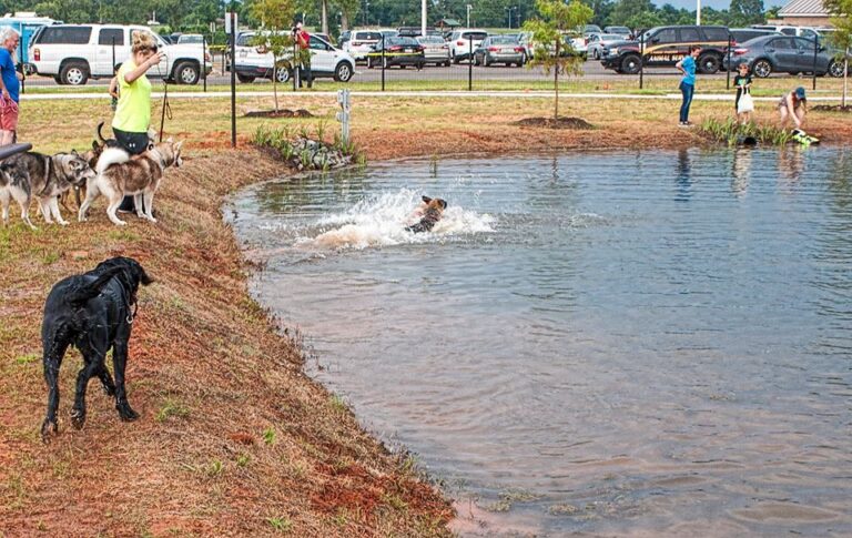 Dog Park 3-Year Anniversary - Downtown Development Authority