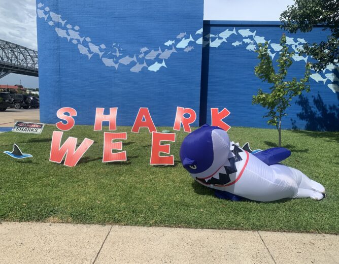 Shark Week Swims into Shreveport Aquarium